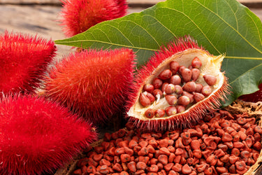 100 ANNATTO TREE Lipstick Plant Bixa Orellana Seeds